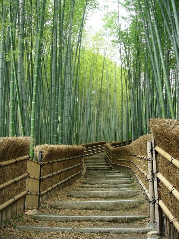 bamboo-forest-steps.jpg